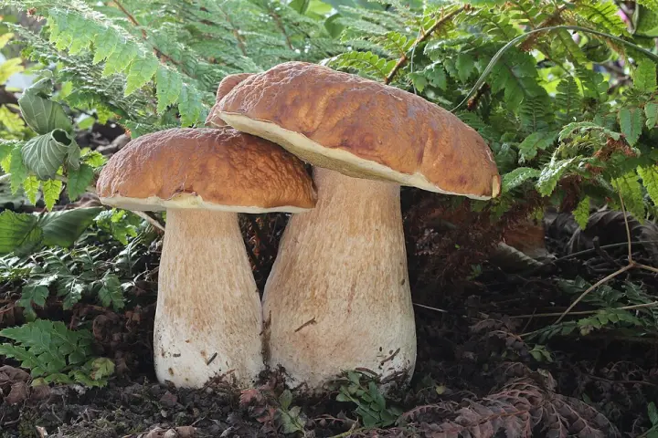 Two porcini mushrooms in moss
